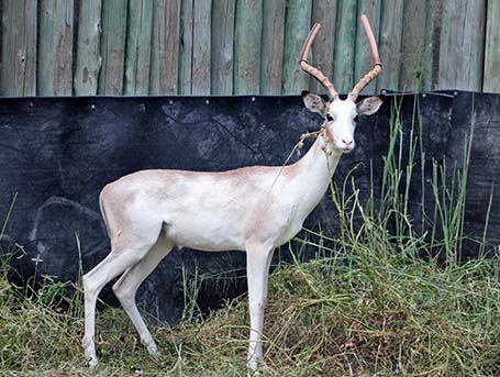 Wildlife Auctions