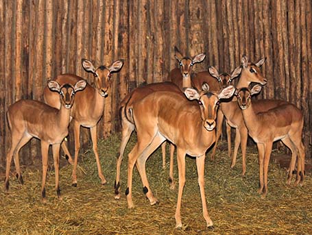 Wildlife Auctions